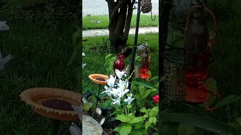 Fledgling Bird Squawking For Food #Shorts 🌻