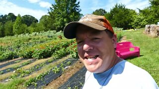 Getting The Flower Patch Ready For U-Pick Season