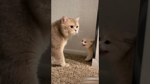 Funny and cute cats Beautiful cats video #57