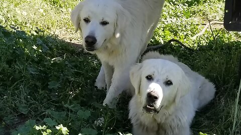 Our Guard Dogs Saved The Farm!