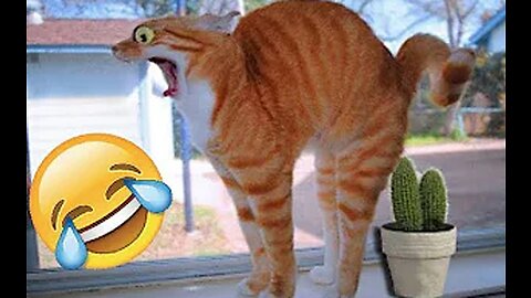 Best Funny Dogs And Cats Videos😝😝 Funniest Animals Videos 2023🔥
