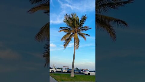 #short #subscribe #beautiful #oman #nature