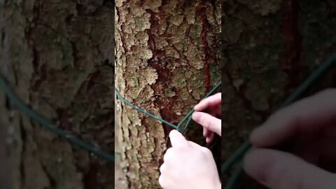 the buntline hitch knot #shorts #bushcraft