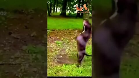 wow what a great jump very funny #dogslife #funnydogs #dogs #Petsandwild