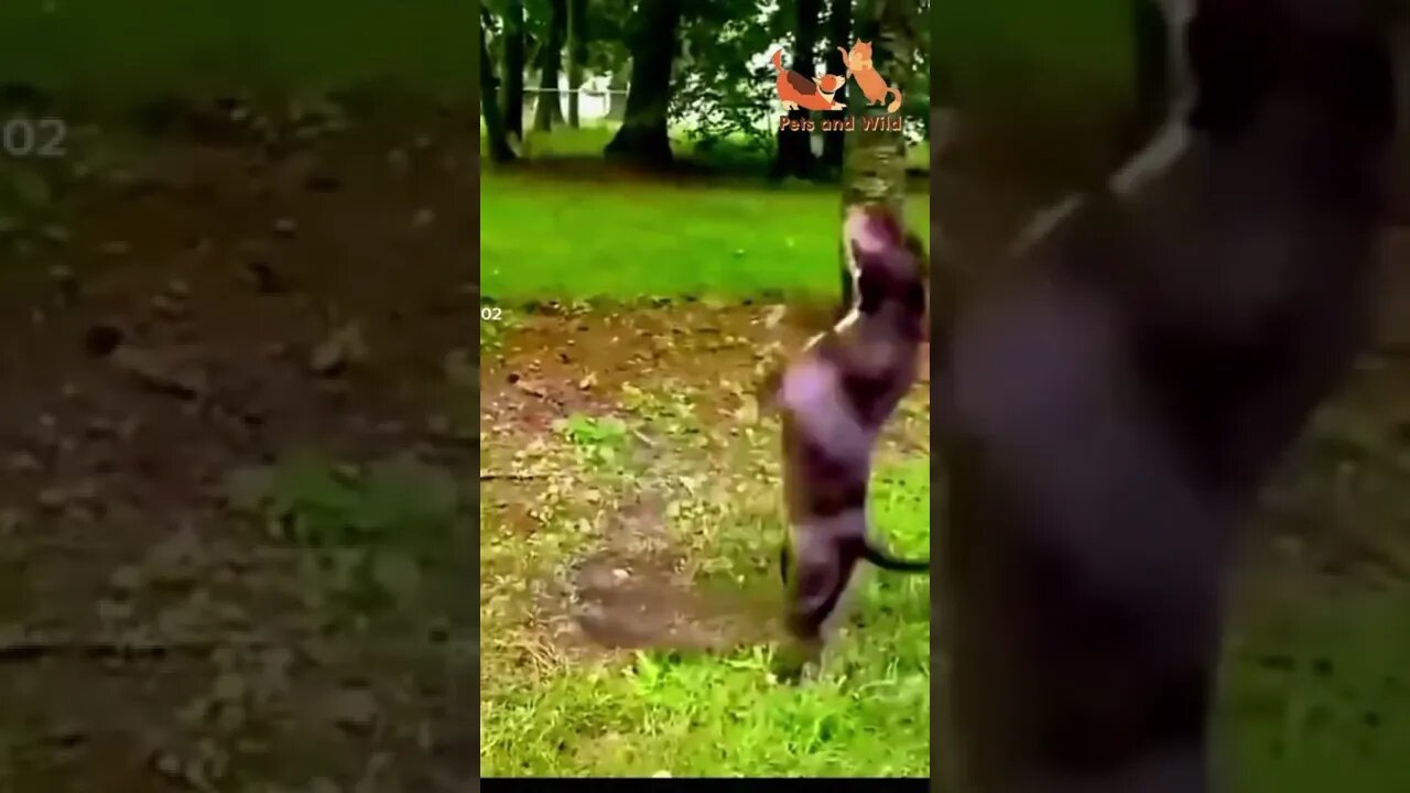 wow what a great jump very funny #dogslife #funnydogs #dogs #Petsandwild