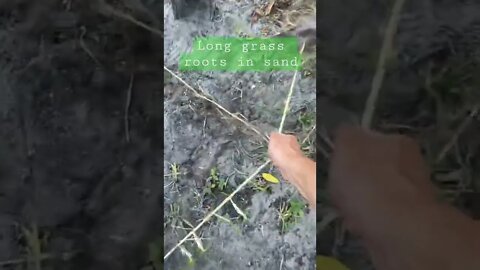 How Grass Grows in Sand
