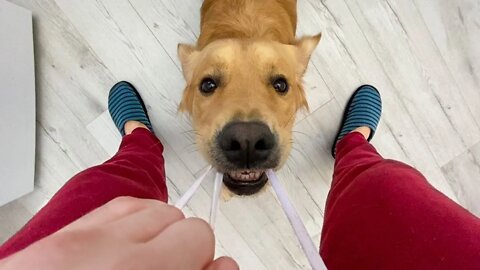 when dog protests against pants...