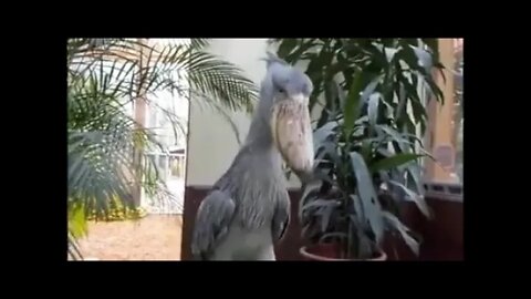 A shoebill visiting you literally sounds like a shootout at the arcades.