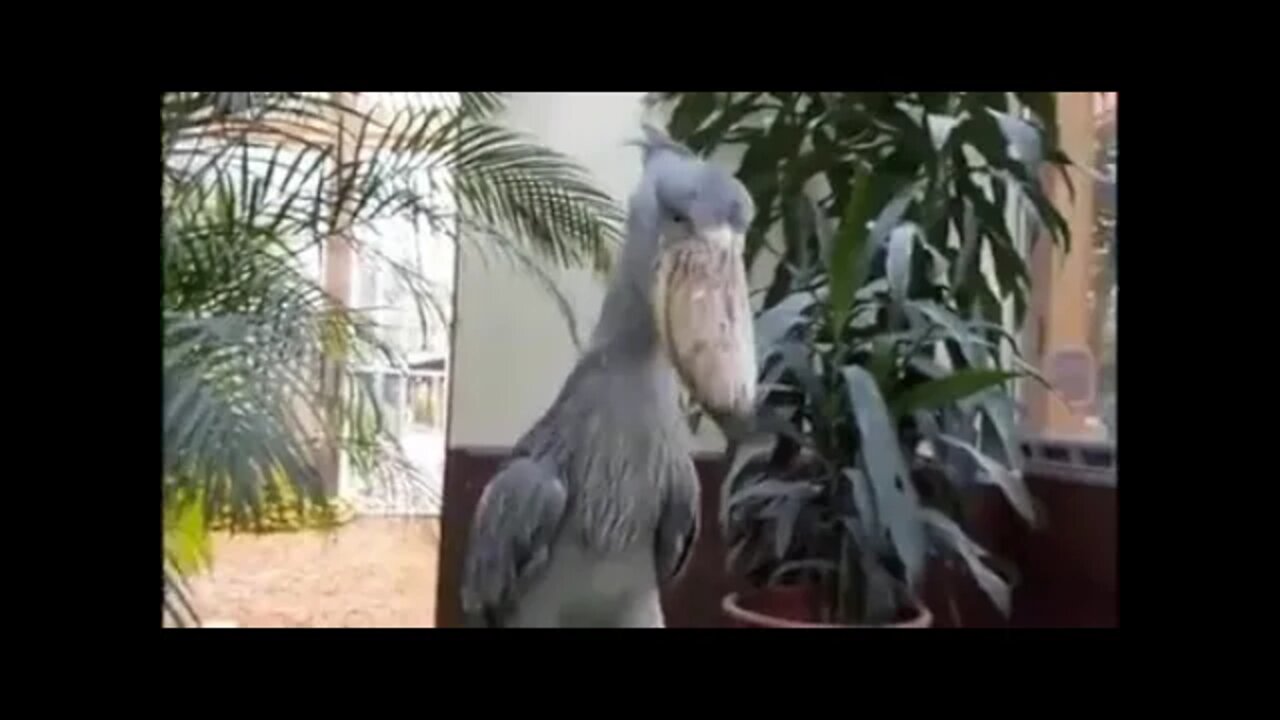 A shoebill visiting you literally sounds like a shootout at the arcades.