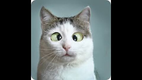 TRY not to laugh DOG n CAT videos