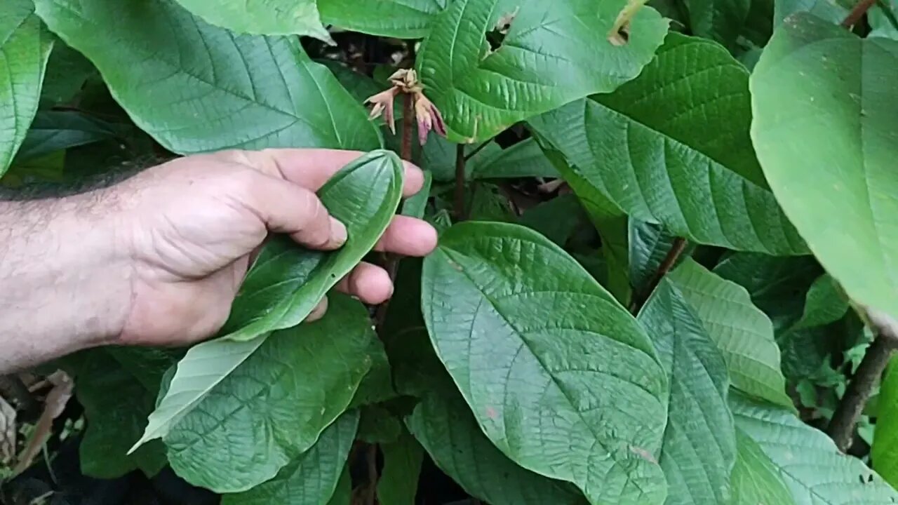 frutífera dióica que podem produzir com uma única muda mafai sapota preta rambutam achachairu mexica