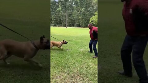 ASC's Justice being worked by Devin G @ 7 & 1/2 years old