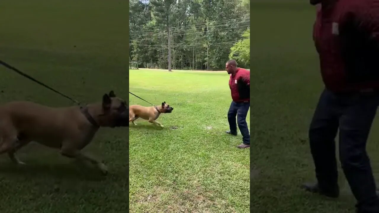 ASC's Justice being worked by Devin G @ 7 & 1/2 years old