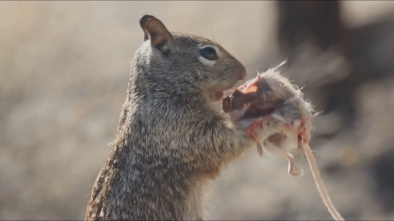 Herbivores Eating Meat Compilation | All Animals Are Omnivores | The Vegan Nightmare