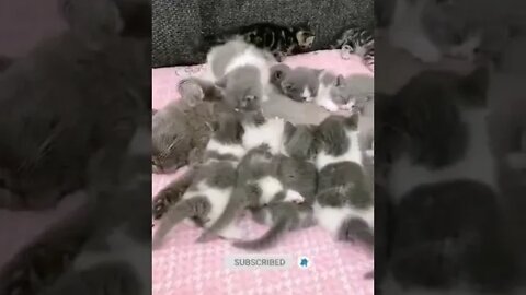 cute cat videos 😹 funny videos 😂 961 😻#shorts #shortsfunny #cutecat #catvideos #cats #catscare #cat