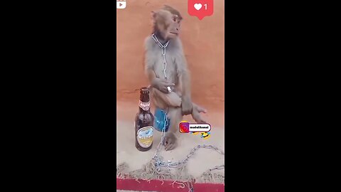 monkey fall in love 🤭😍