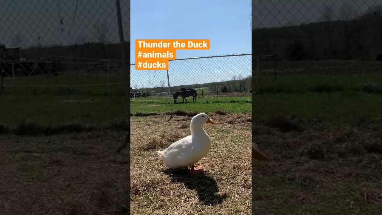 Introducing our duck, and Stuart our goat was trying to eat my phone while filming