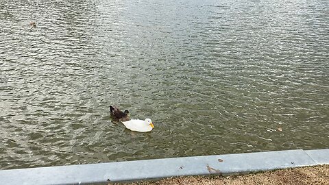 More Ducks