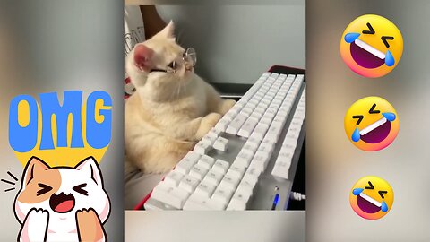 Hilarious Cats and Dogs Compilation - Best Funny Animal Videos