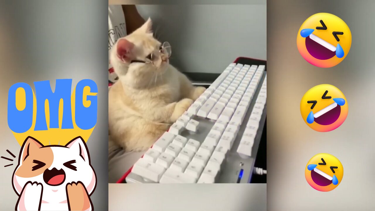 Hilarious Cats and Dogs Compilation - Best Funny Animal Videos