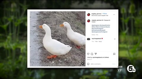 2 beloved ducks die after being found apparently shot near Towpath in Summit County