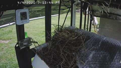 Cardinal Nest Cam