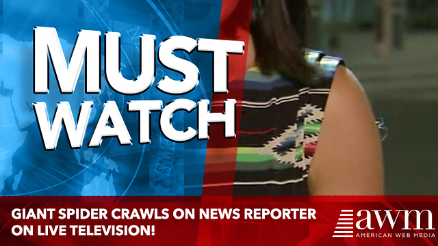 Spider Crawls Down Unsuspecting Reporter's Arm