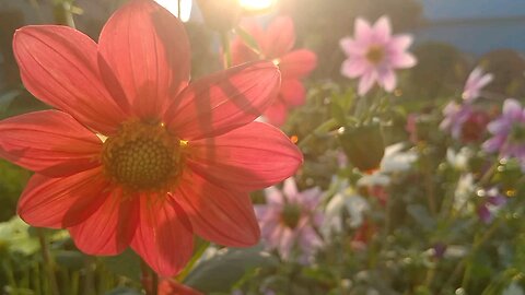 Flower video shoot by Moto Mobile ,