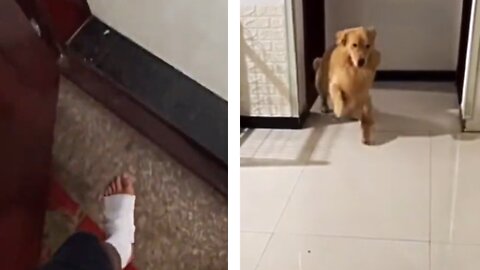 Golden Retriever mocking owners broken leg 😂