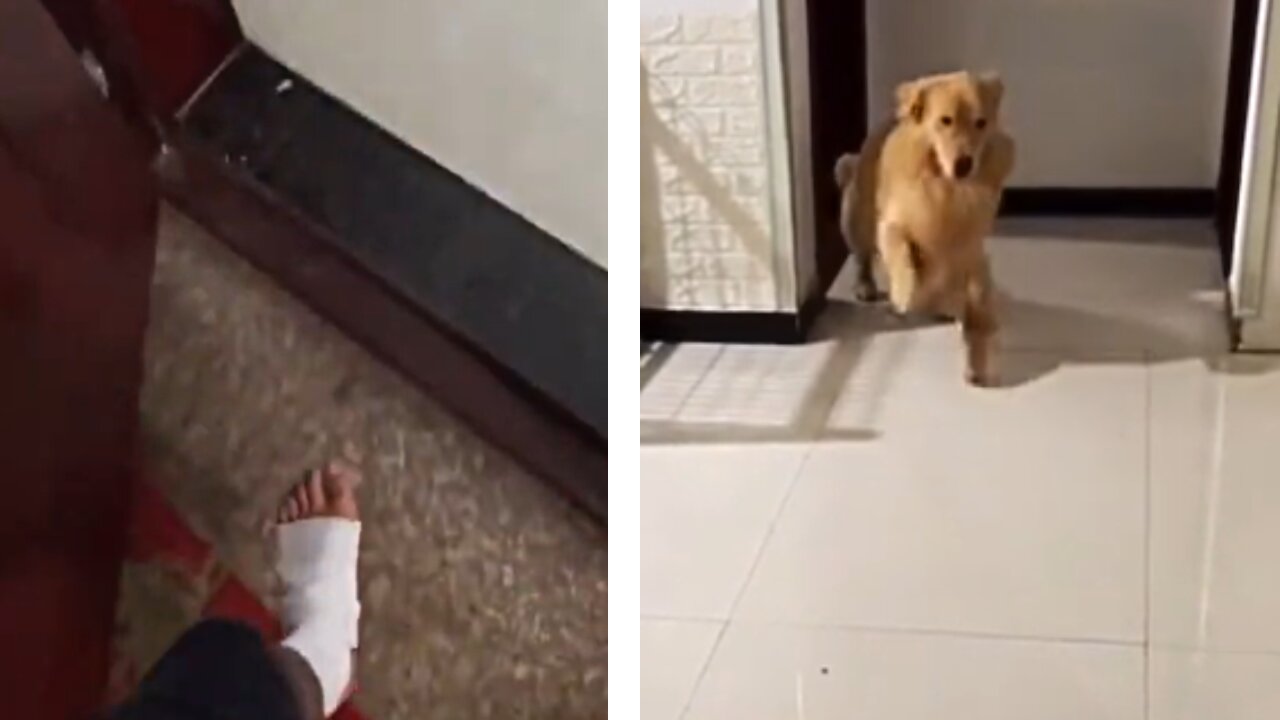 Golden Retriever mocking owners broken leg 😂