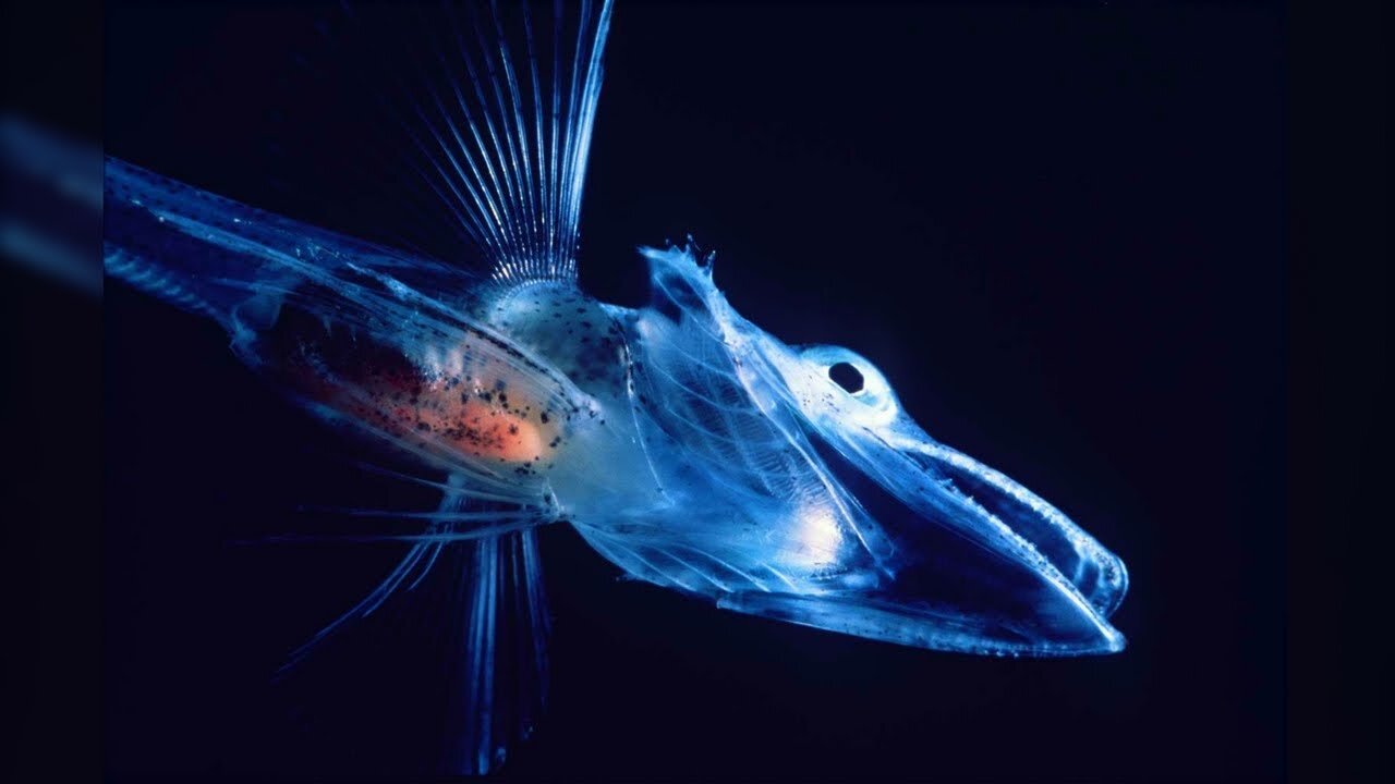 10 Most Recently Discovered Bizarre Animals