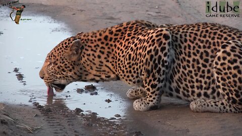Male Leopard Drinks At Sunset