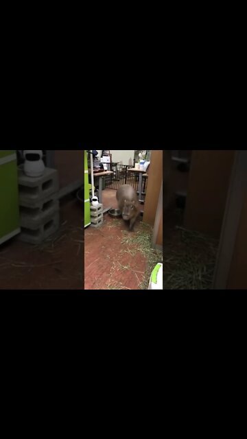 Breaking News (War-Related) #shorts #tiktok #reels