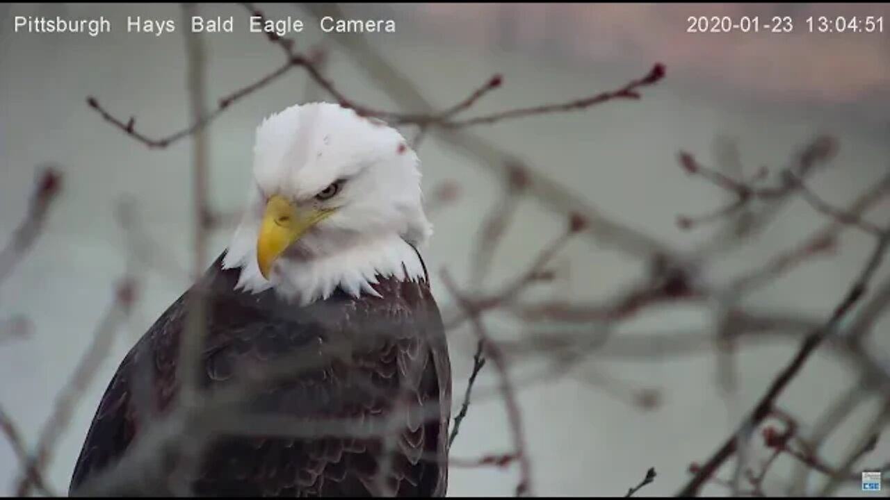 Hays Eagles Dad perched 1.23.20 1:01pm