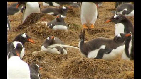 Learn how much penguins can poop!