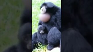 aposto que você nunca viu esse macaco 😱😱
