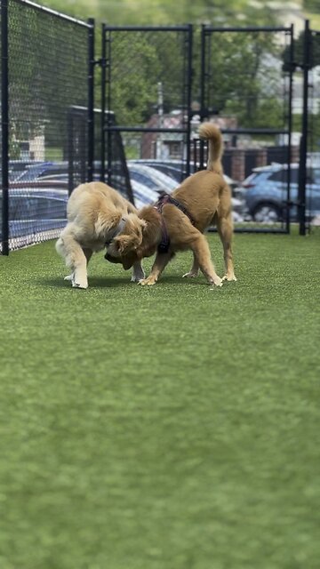 Tig playing with his best friend