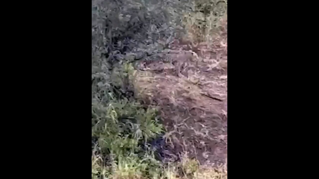 Leopard Nails Unsuspecting Impala