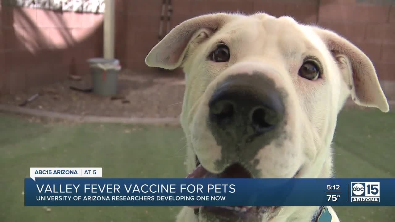 Arizona researchers successful in canine Valley Fever vaccine tests