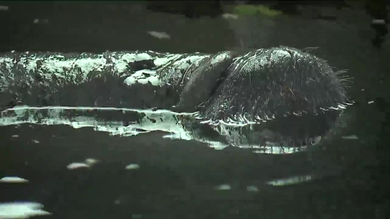 Seagrass loss, hurricanes, and humans all contributing to problems for manatees