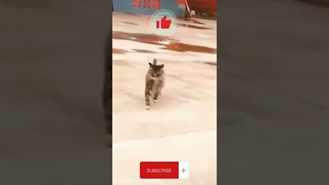 Cute Cat | Funny Cat