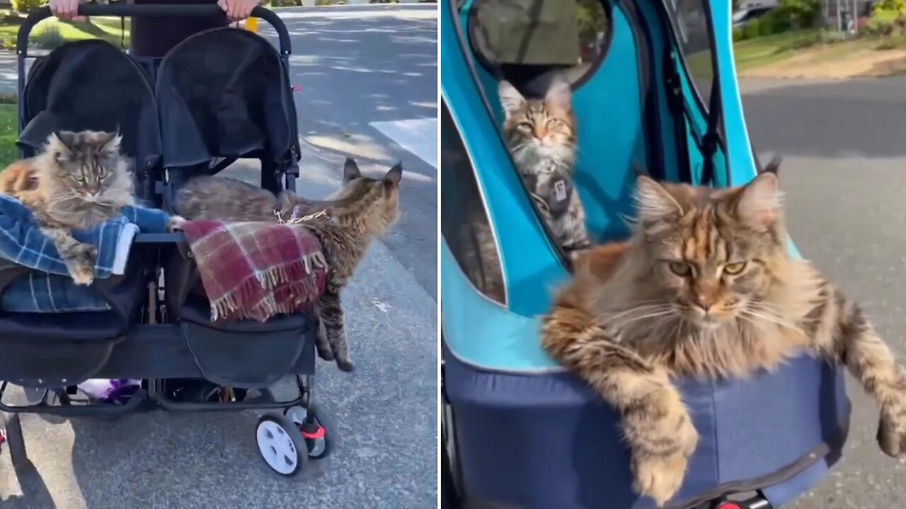 The first two stray cats came to the attention of their owners on the street.