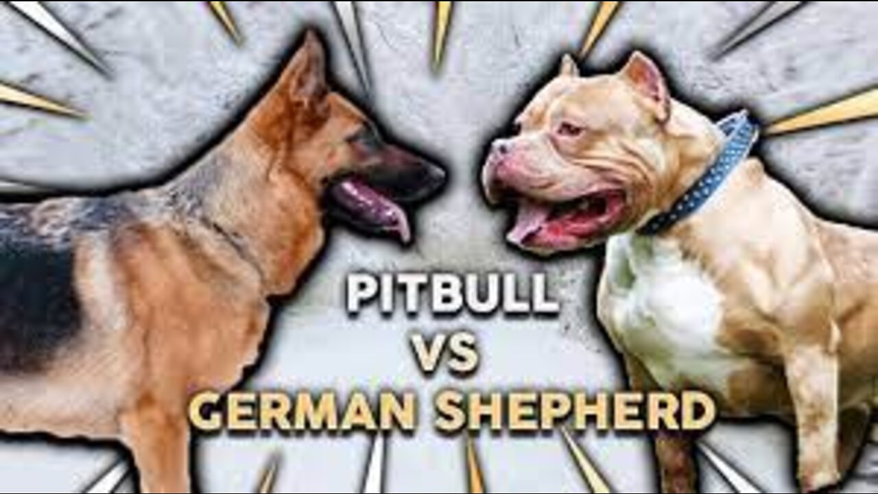 German Shepherd Attacks Pitbull