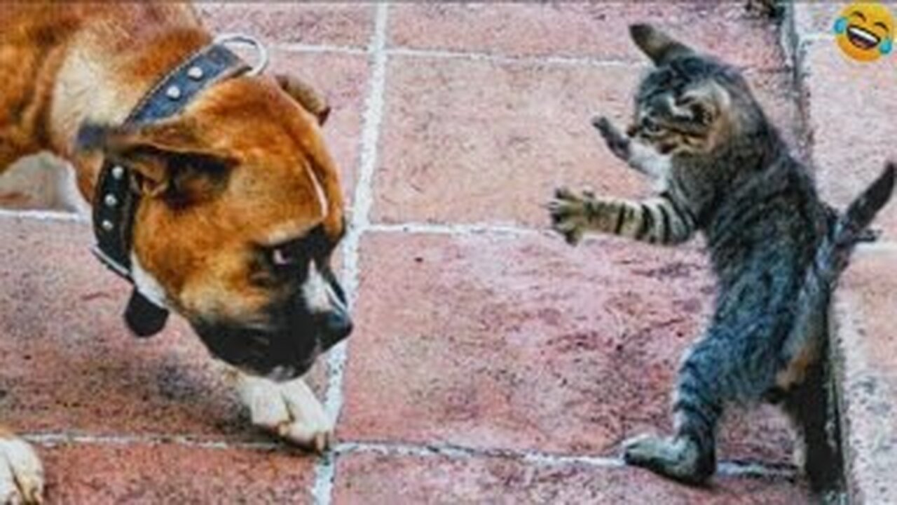 Funny ANIMALS videos😂Funniest CATS😹 and DOGS🐶