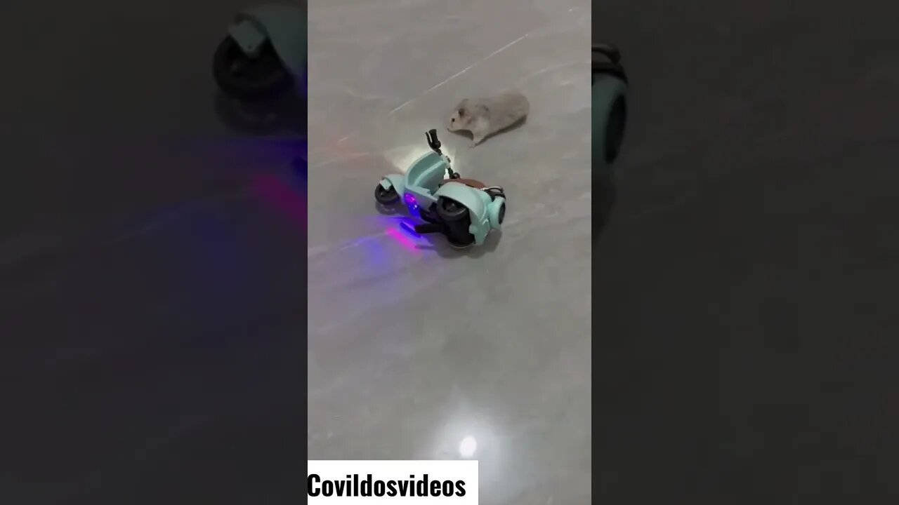 Rato motoqueiro levando tombo 😮😮