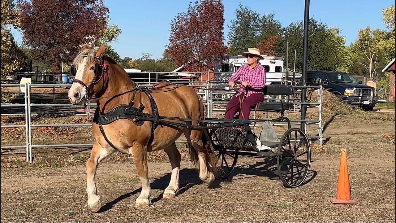 Lulu Tries Out Laura’s Metal Training Cart