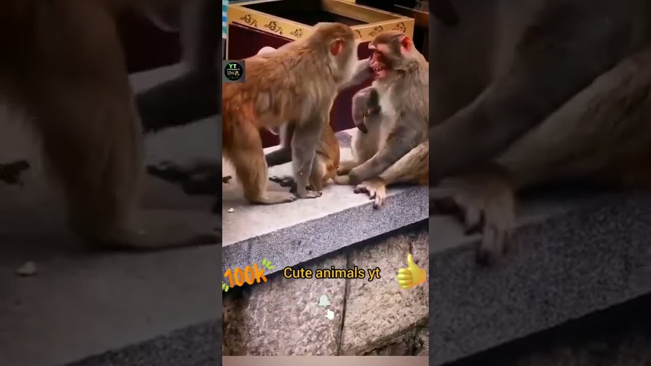 Animals Monkey New Videos 2023