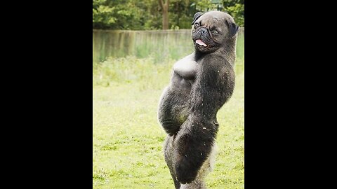 New Funny Animals 😂 Funniest Cats and Dogs Videos 😺🐶
