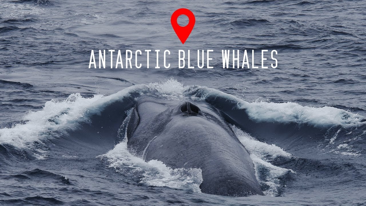 Antarctic Blue Whales