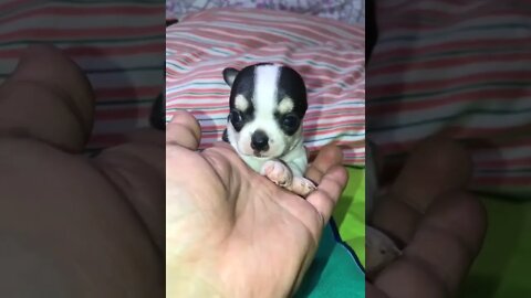 So cute tiny puppy #shorts #shortsfeed #clips #shortvideo